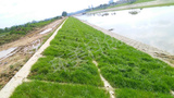 江西赣州安远县河道绿化生态混凝土施工治理效果图
